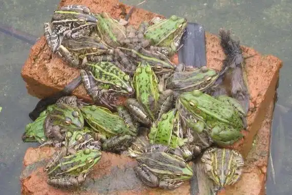 养殖青蛙需要哪些手续