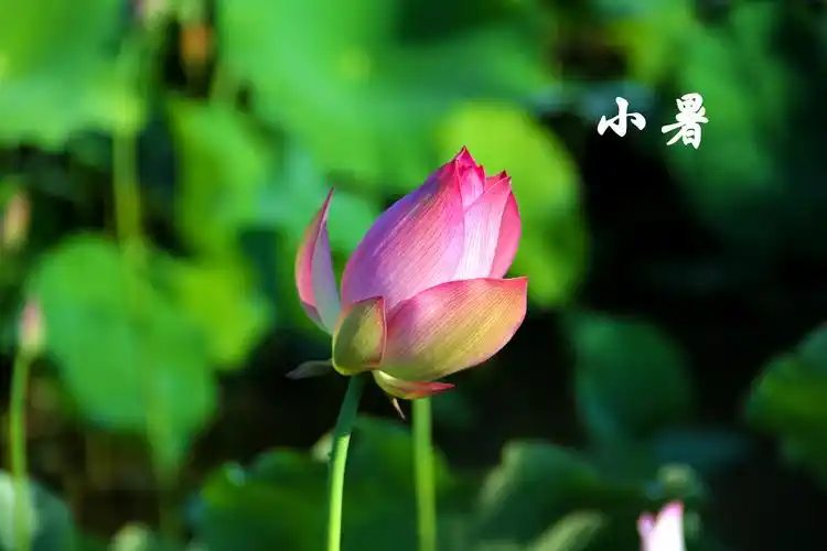 二十四节气之小暑