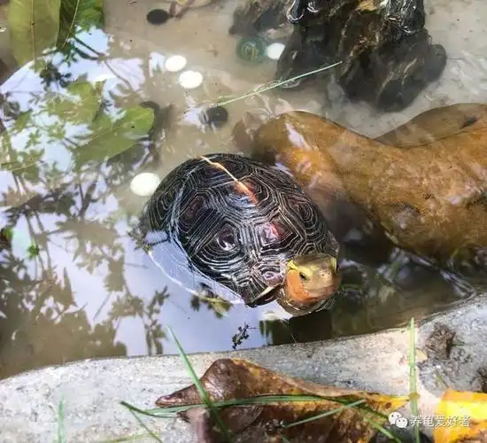 龟缸发臭了怎么办,很是影响养龟人的体验感