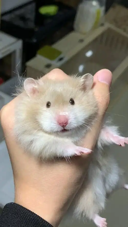 仓鼠  #金丝熊  #金丝熊日常  #鸽灰波利  #波利金丝熊