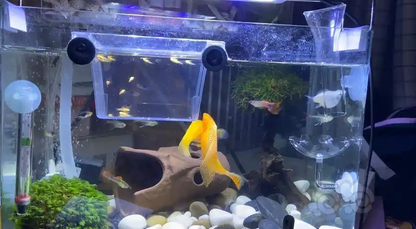 其它其他玛丽鱼繁殖现场