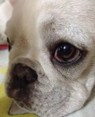 法斗眼睛红是什么原因(法斗眼睛出现红血丝的原因) - 胖萌舍宠物网