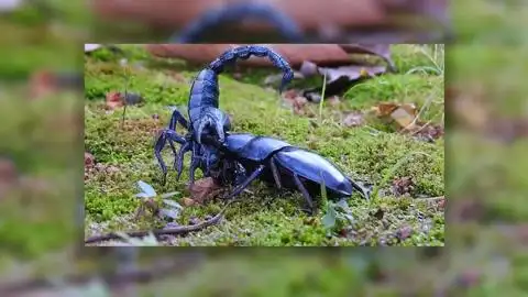 蝎子和龟壳甲虫的战斗,最后的战斗结果竟会如此喜剧