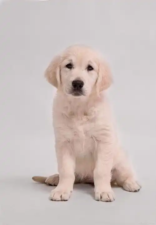 金毛纯白色是纯种嘛