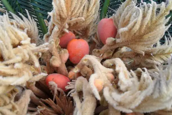 铁树果里面含有的某些物质,在食用之后有止痛止血,治疗支气管炎,活血