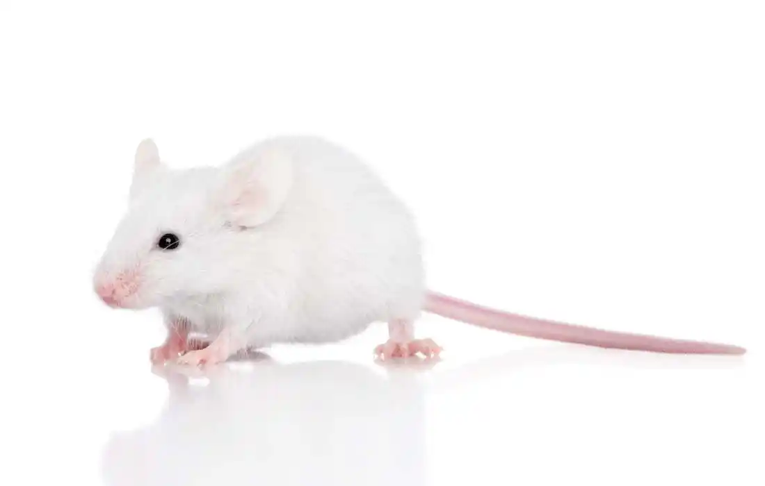 可爱的小白鼠动物高清图片