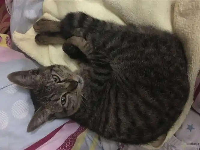 狸花公猫六个月左右大