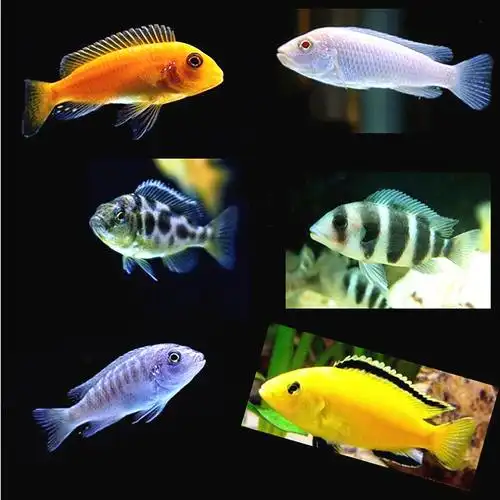 三湖慈鲷鱼马鲷岩栖非洲王子淡水中小型热带观赏鱼活体迷你鹦鹉鱼