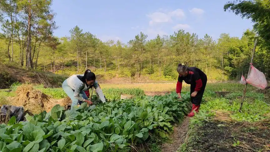 农村大娘真会种菜,连小宝都来帮忙了,一会拔了一大筐