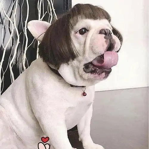 天呐这些狗狗也太搞笑了吧果然二哈还是最突出的那个