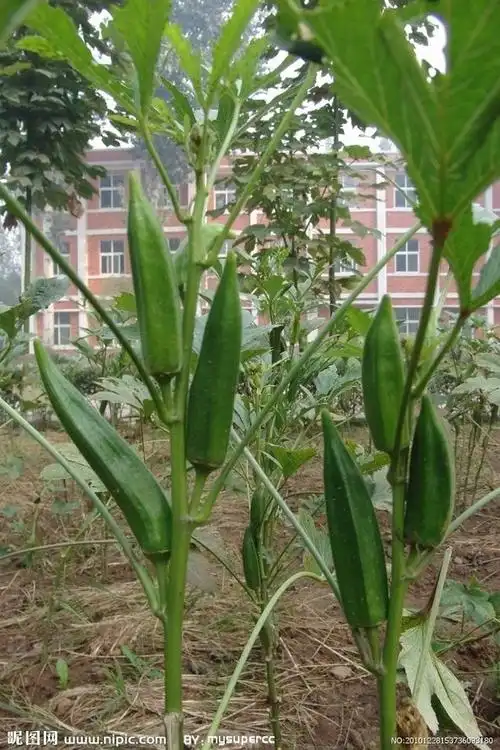 黄秋葵_百度图片搜索