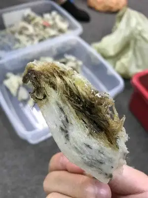 燕窝发霉了还能吃吗发霉燕窝怎么处理燕窝发霉图片