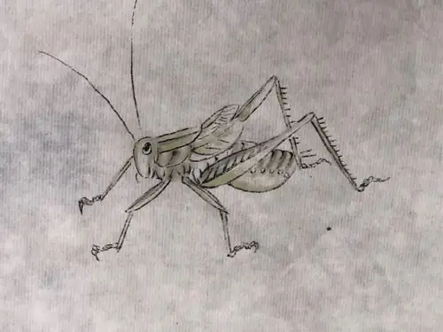 蝈蝈的画法20180623