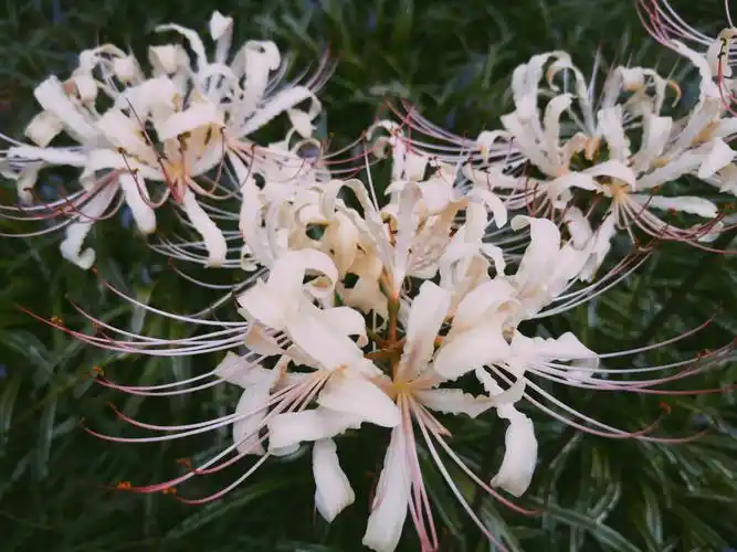 关于曼陀罗华和曼珠沙华的区别的信息