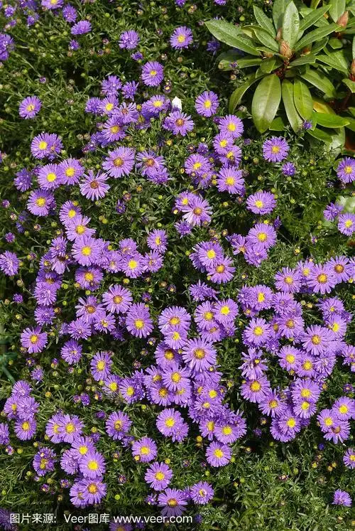 紫米迦勒节雏菊