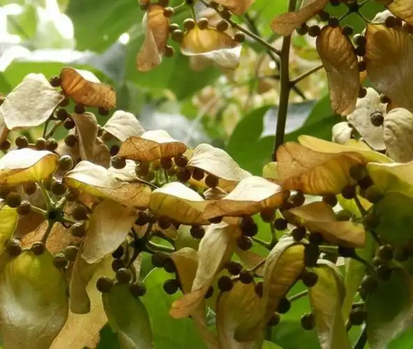 梧桐树结果吗,果实什么样,什么颜色?