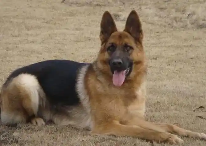 德国牧羊犬帅气图片 - 抖音