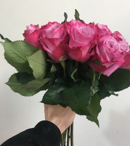 玫瑰格桑花新鲜单头花苞紫玫瑰魅影优质18支鲜花速递同城