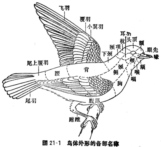 实验九:鸟类的外部形态及鸟体测量