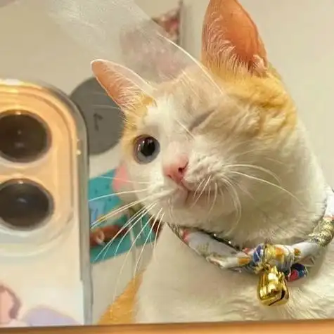 2021新款猫头像 头像图片大全 -【爱个性】