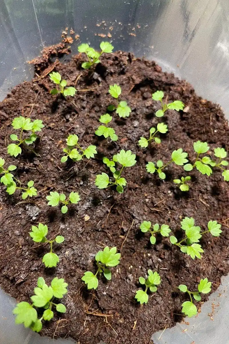 dou来一起种草莓 #阳台种植 - 抖音