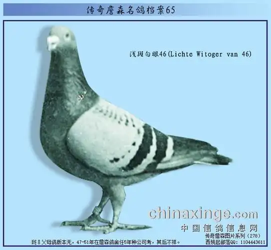 传奇詹森名鸽档案65