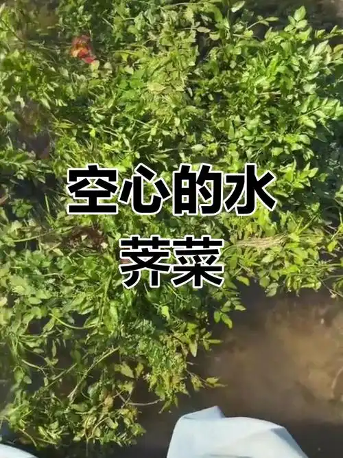 水荠菜空心嫩滑,河中独生一坨