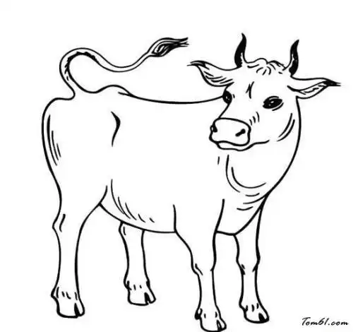 牛简笔画动物