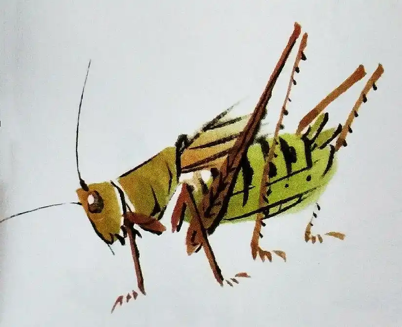 国画基础之画蝈蝈的步骤以及蝈蝈的不同形态