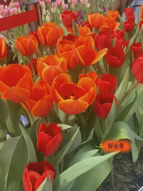 公众号→白云山风景名胜区→预约购票→云台花园即可郁金香花语:紫色