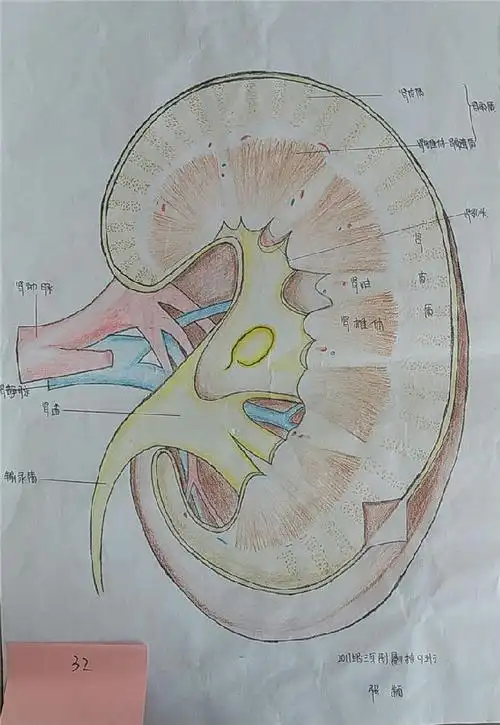 质量较好,反映了学生的绘画能力及对解剖知识的整体掌握能力,并创造性