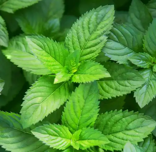 7种适合家居养护的香草植物,散发淡淡清香,作用多观赏性强