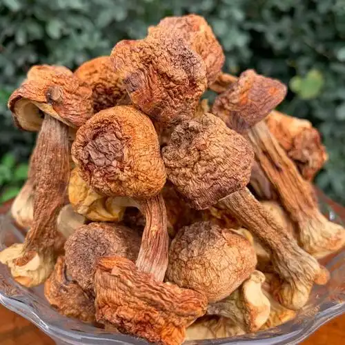 姬松茸干货 云南巴西菇 人工松茸 食用菌姬松茸大货批发一件代发