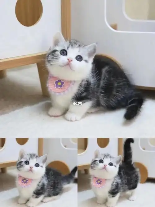 广州买猫健康纯种矮脚美短加白包健康纯种