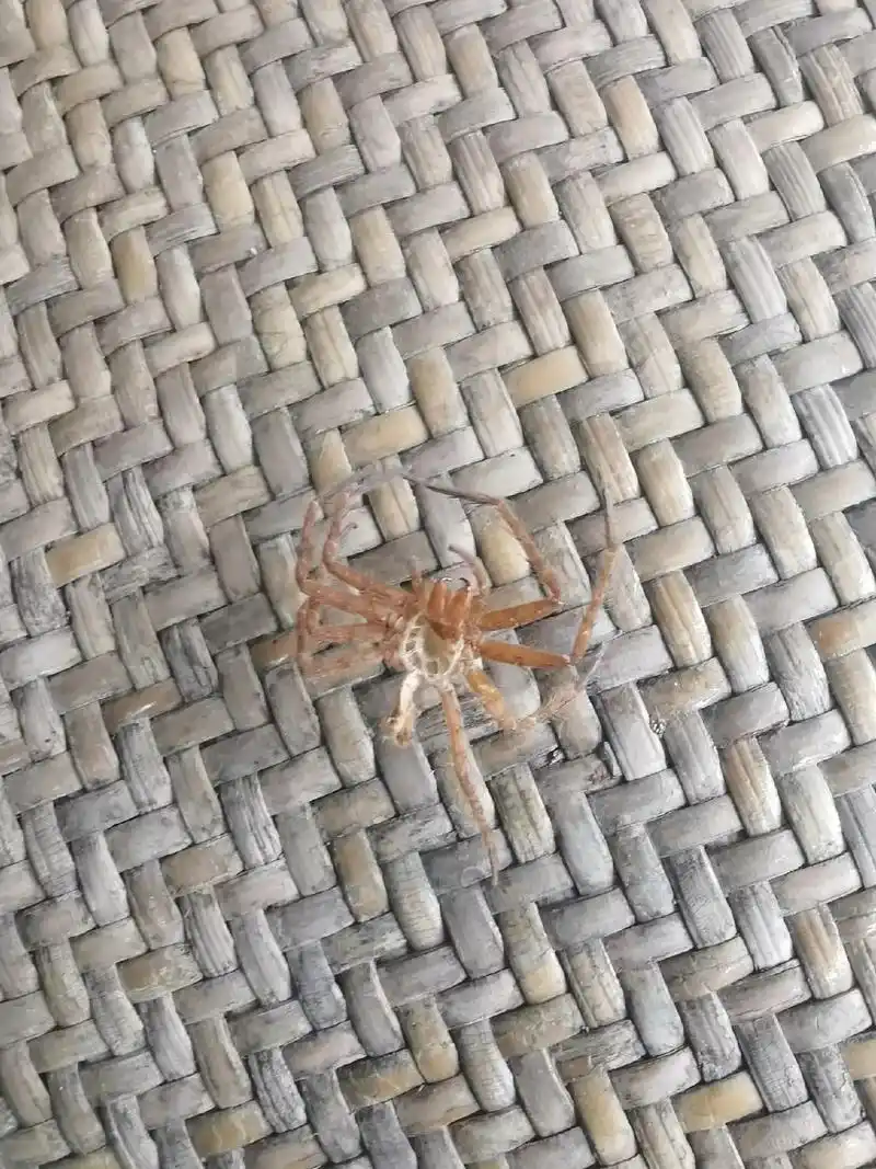 异形抱脸虫 - z - 抖音