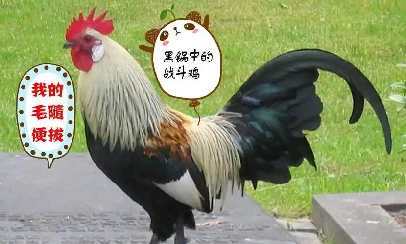 国风俗谚,铁公鸡一毛不拔是怎么来的?跟公鸡有关系吗?