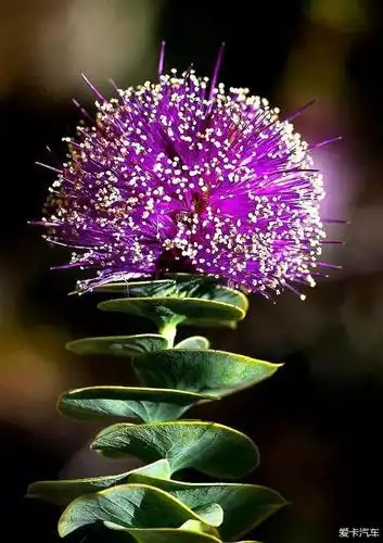 > 罕见的稀世奇花 你见过吗