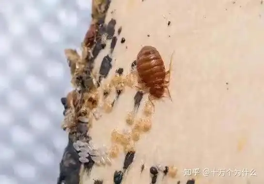 疑问二何为床虱从何而来有何危害