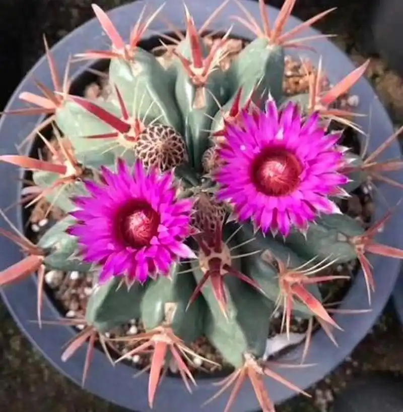 仙人球红刺日出顾名思义,它们的刺是可以变成红颜色,是一款可以既可以