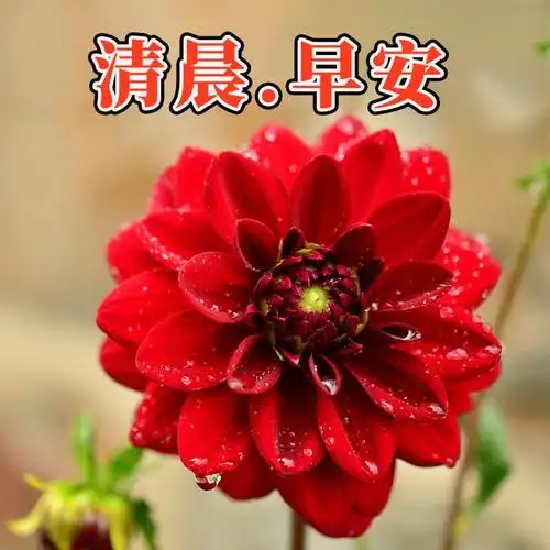 2024年5月19日初夏早安图片,优美的早安温馨祝福图片,夏日问候祝福语