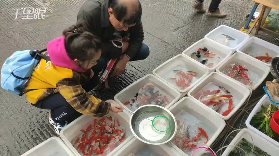 【江苏】囧!男子买金鱼一夜之间变色 面对黑鱼变红鱼摊主发懵