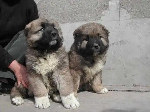 供应专业养殖基地30只高加索犬幼犬待售实物拍摄