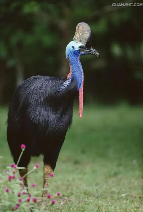 食火鸡_全景图片