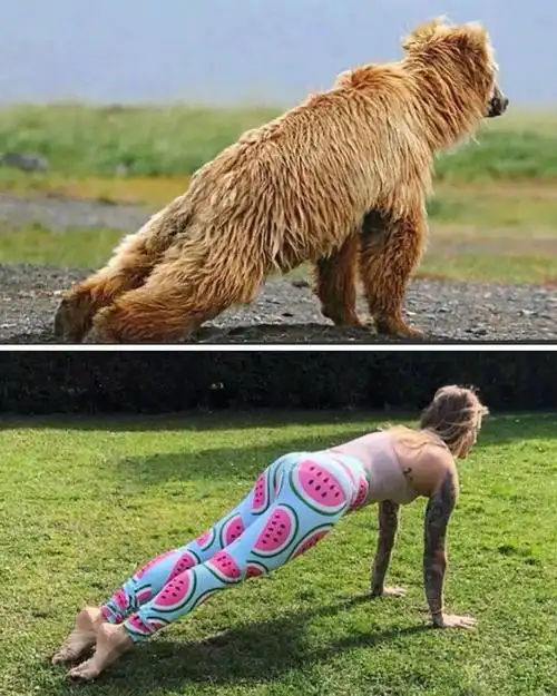 脑洞大开模仿动物练瑜伽搞笑集