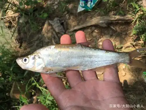 农村水域如何钓翘嘴?特殊水情鱼情特殊对待,这五种方法值得借鉴