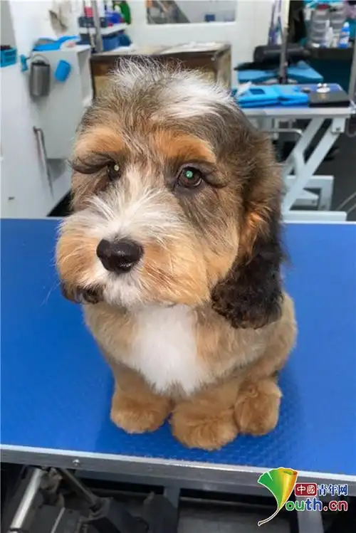 汪界睫毛精英国狗狗睫毛又长又卷走红网络