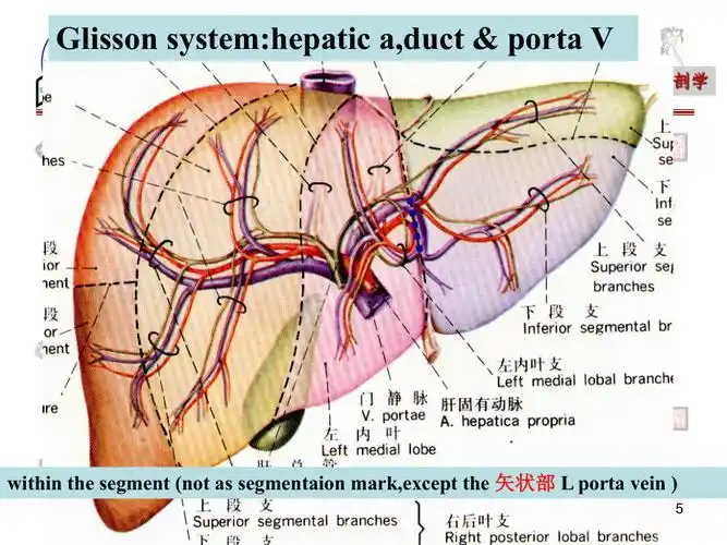 局部解剖学肝内管道和肝段的横断层解剖学