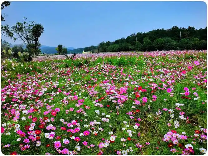木兰草原格桑花