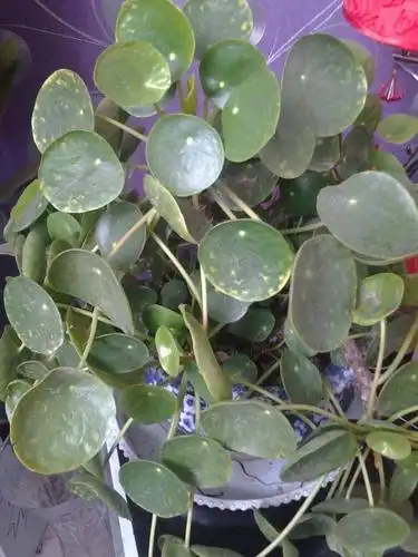 绿色圆形厚叶子