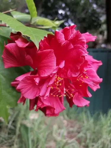 五颜六色朱槿花